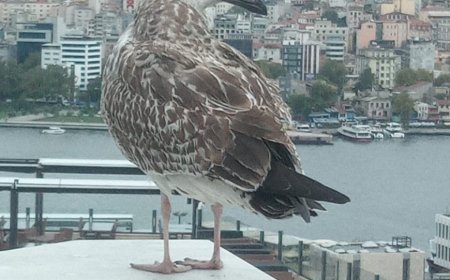 Sen Gelince