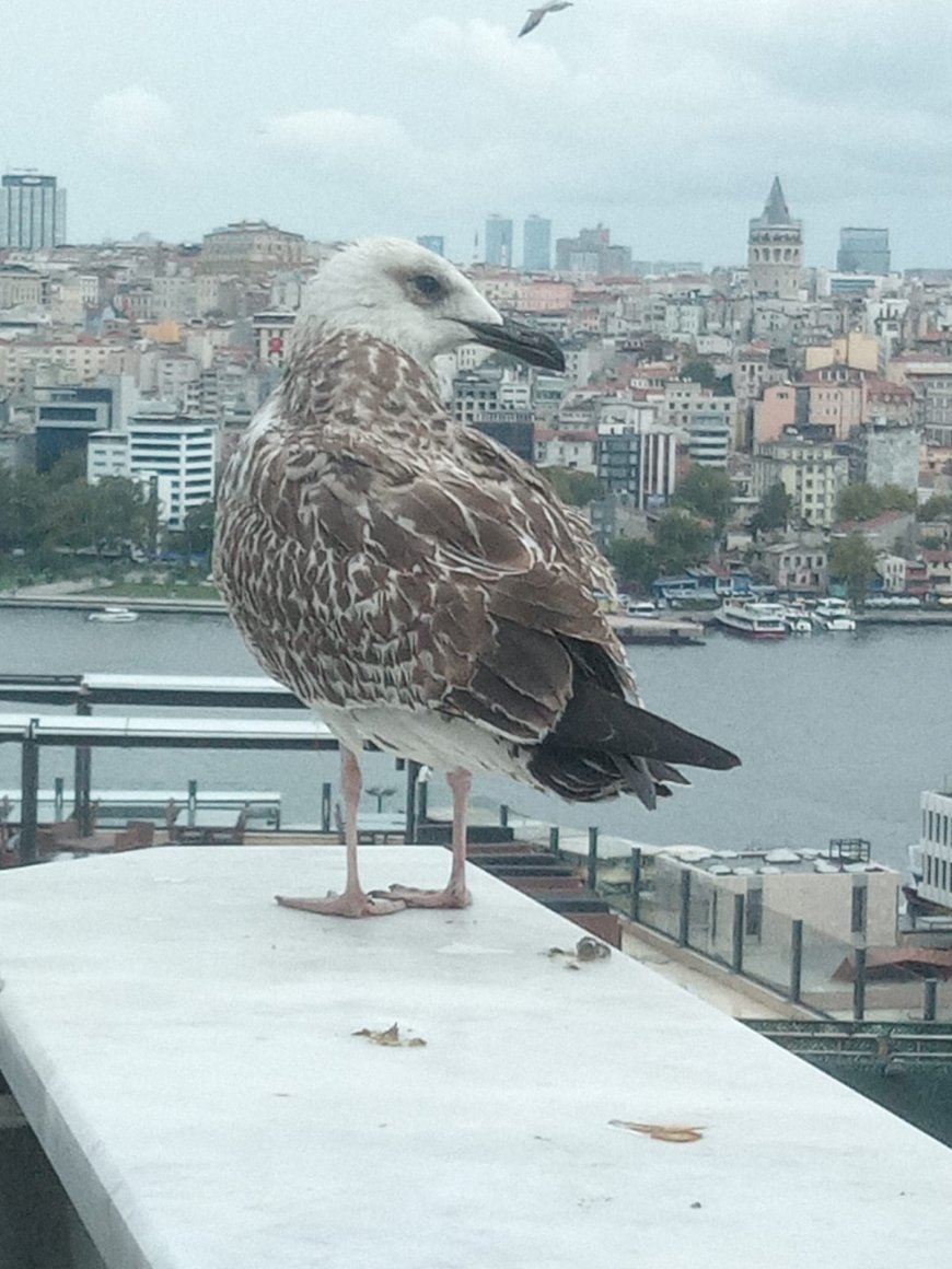 Sen Gelince